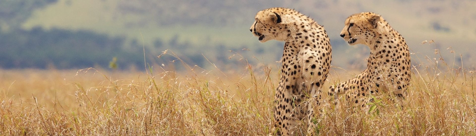 Africa Holidays