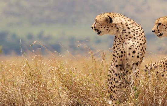 Africa Holidays