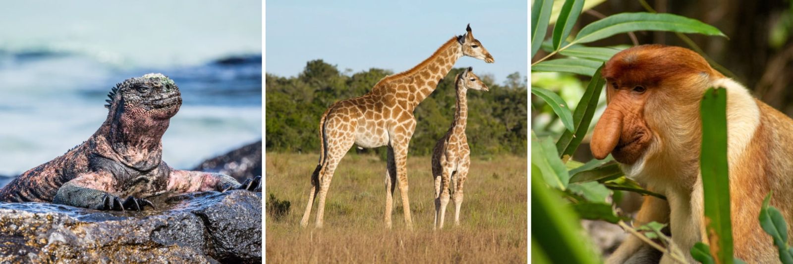 Wildlife Holidays